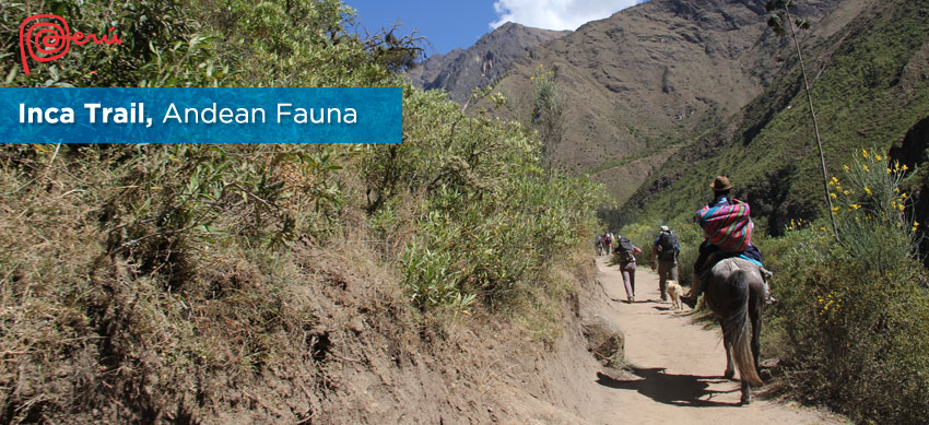 Inca trail life
