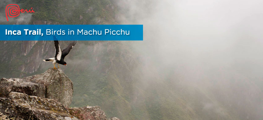 birds inca trail