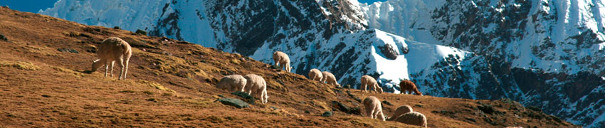 Salkantay Trek