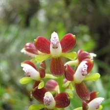 Orchids on the Inca Trail