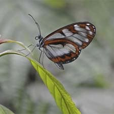 Inca Trail: butterfly observatory