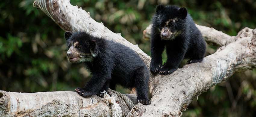 oso de anteojos camino inca