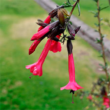 The Cantuta flower. Where to find it on the Inca Trail?