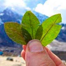 Coca leaf, ideal for trekking in Peru