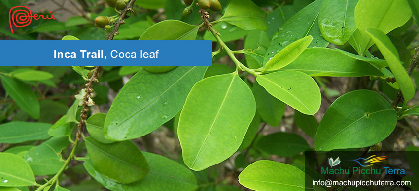 Coca leaf
