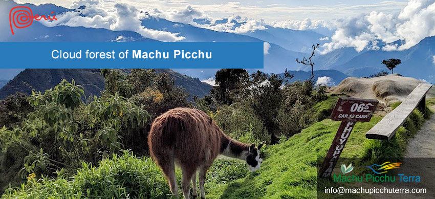 Cloud forest of Machu Picchu